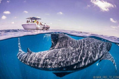 Whale Shark swimming ocean safari all included tour