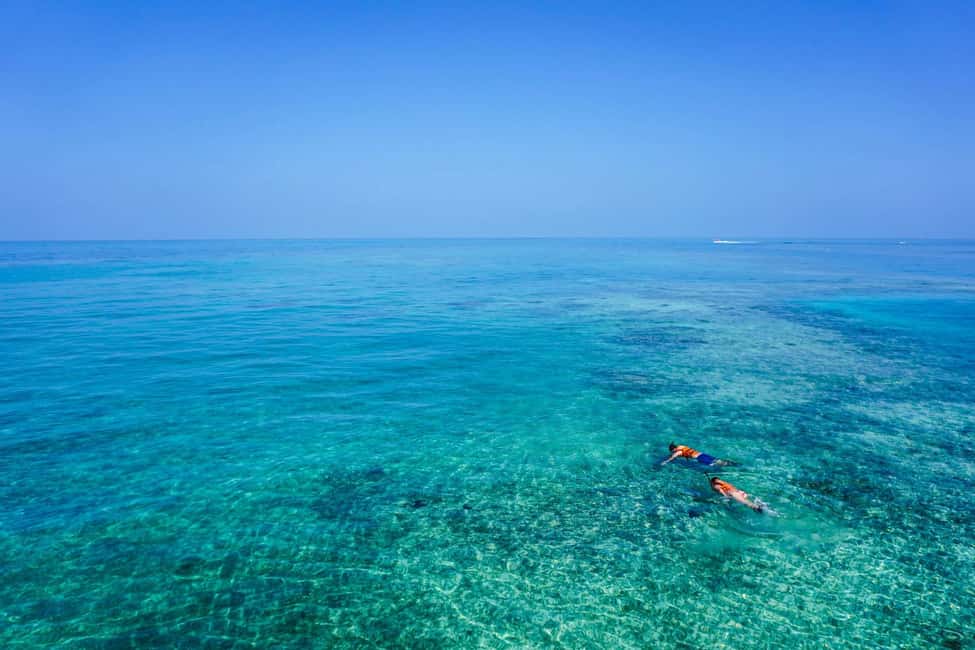 Whale Shark swimming ocean safari all included tour - Ceviche, fruit, and drinks are part of the value