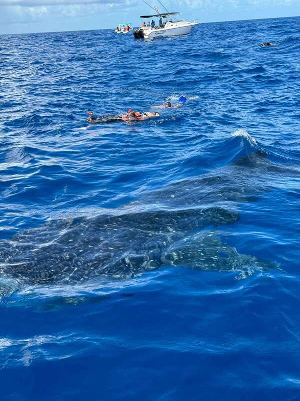Whale Shark swimming ocean safari all included tour - Price, fees, and the real cost