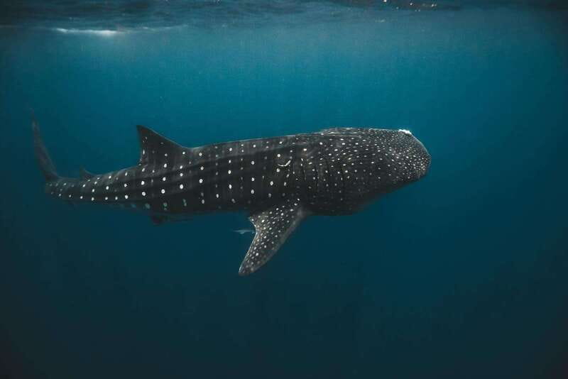 Whale Shark swimming ocean safari all included tour - Who will enjoy this ocean safari most