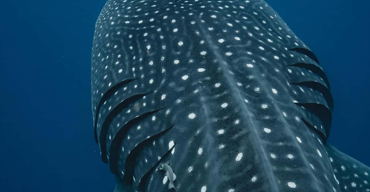 Whale Shark swimming ocean safari all included tour - Should you book the Isla Sea Tours trip?