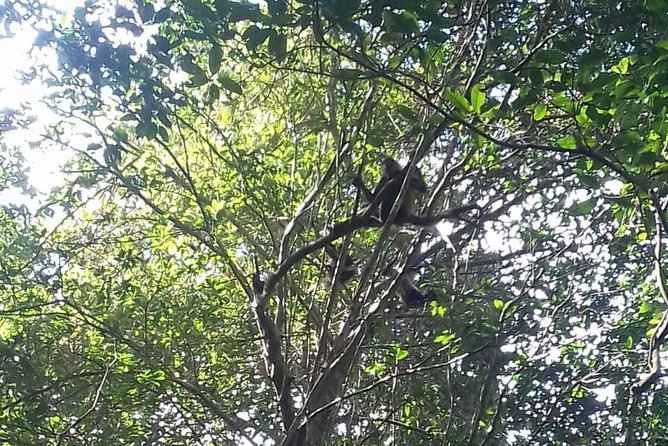 Wild Monkey Adventure (Private, Full Day) - Punta Laguna puts the monkeys first