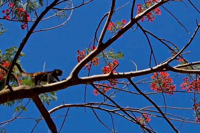 Wild Monkey Adventure (Private, Full Day) - What the $244 price really covers