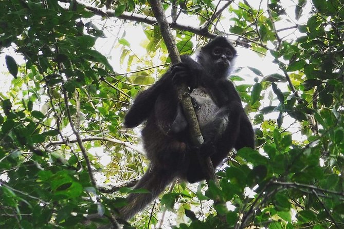 Wild Monkey Adventure (Private, Full Day) - A three-hour walk with more than one kind of scenery