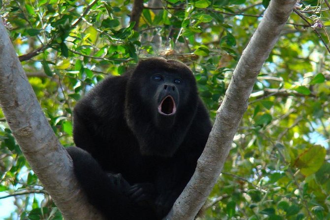 Wild Monkey Tour (Private, Half Day) - Key points to know before you book