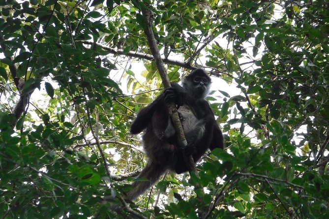 Wild Monkey Tour (Private, Half Day) - The two-hour forest walk, step by step