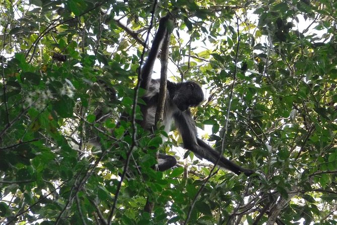 Wild Monkey Tour (Private, Half Day) - Weather, comfort, and what to pack