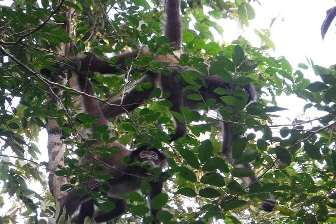 Wild Monkey Tour (Private, Half Day) - Is $189 per person a fair price?