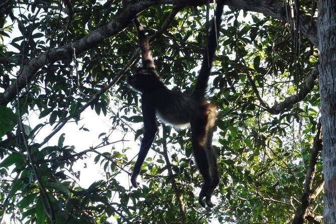 Wild Monkey Tour (Private, Half Day) - Who will enjoy this most