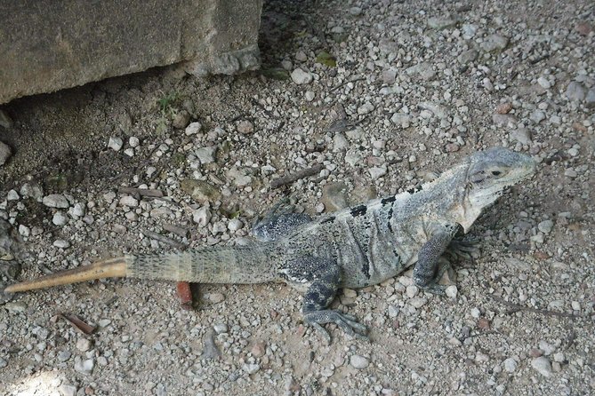 Wild Monkey Tour (Private, Half Day) - What the Mayan guides add