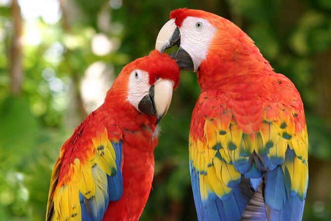 Xcaret Park Plus Access with Transportation and Night Show - Key points to know before booking