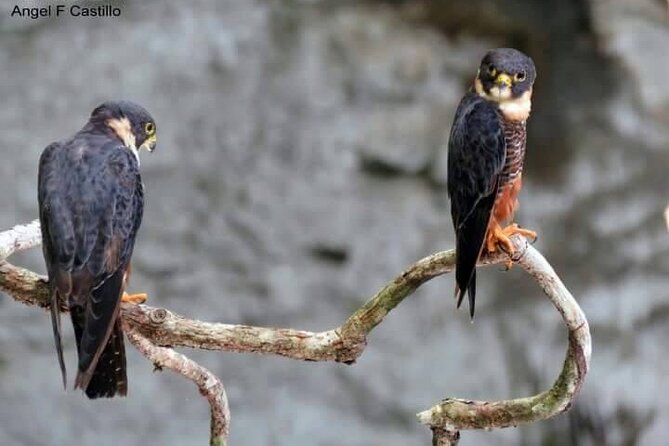 Xocen Birding - A morning on the Xocén-Kanxoc trail