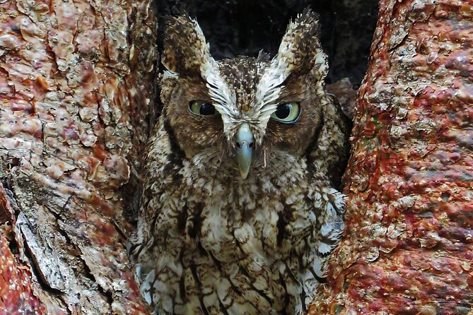 Xocen Birding - Coffee, breakfast, and a place to stay