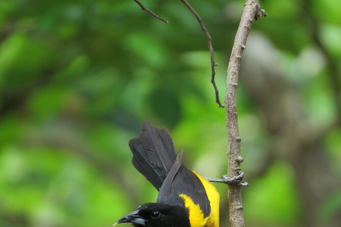 Xocen Birding - Who will get the most from Xocén