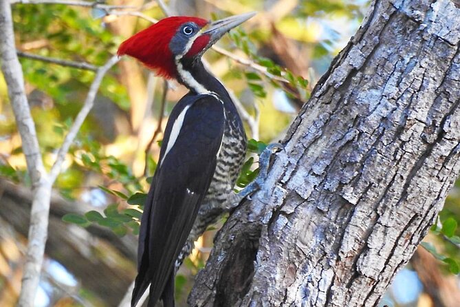 Xocen Birding - Should you book Xocén Birding?