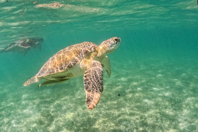 Yalku lagoon and turtles akumal sanctuary - Why the Private Format Matters