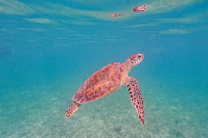 Yalku lagoon and turtles akumal sanctuary - Equipment, Lockers, and What to Bring