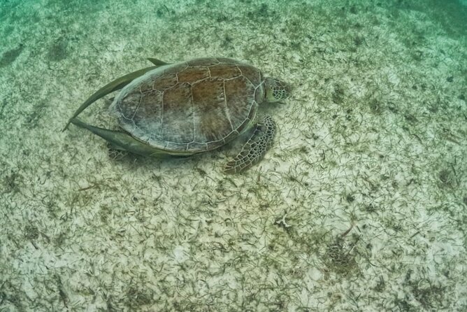 Yalku lagoon and turtles akumal sanctuary - Who Will Enjoy This Akumal Snorkeling Tour