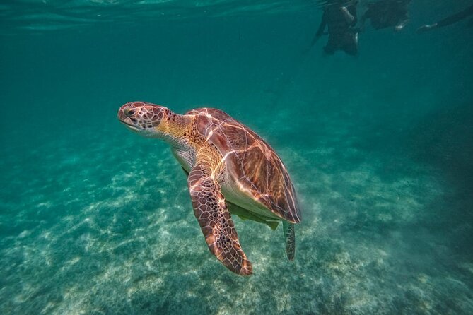 Yalku lagoon and turtles akumal sanctuary - Moving From Akumal Bay to Yalku Lagoon