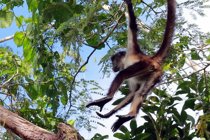 Zip lining and Canoe Monkey jungle in Tulum - The cenote, rappel, and sacred water